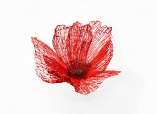 new-title-image-for-poppies