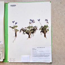 20_Herbarium Violets_1 copy