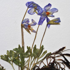21_Herbarium Violets_2 copy